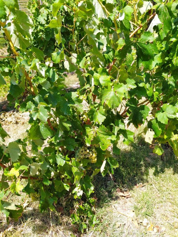 Quinta De Penelas Lamego Exteriör bild
